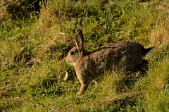 David Plant Photography - Wildlife Photography - Rabbit - B